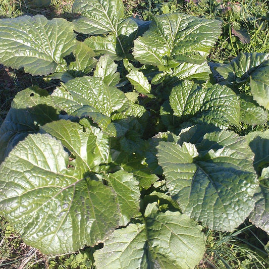 Wasabi Mustard Greens Seeds (Brassica juncea)