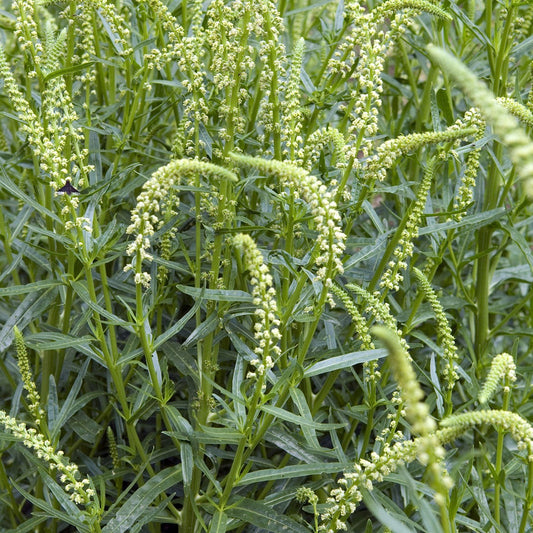 Weld Seeds (Reseda luteola)