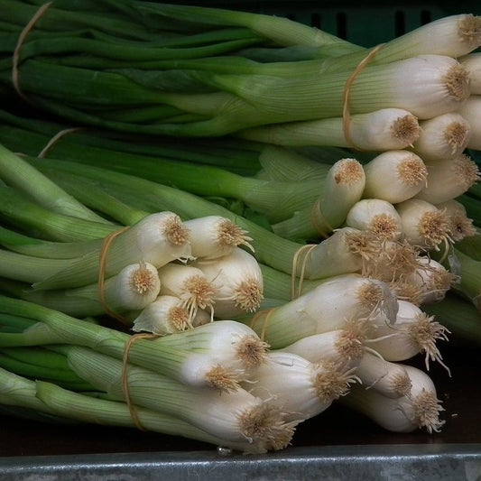 Welsh Onion Seeds (Allium fistulosum)