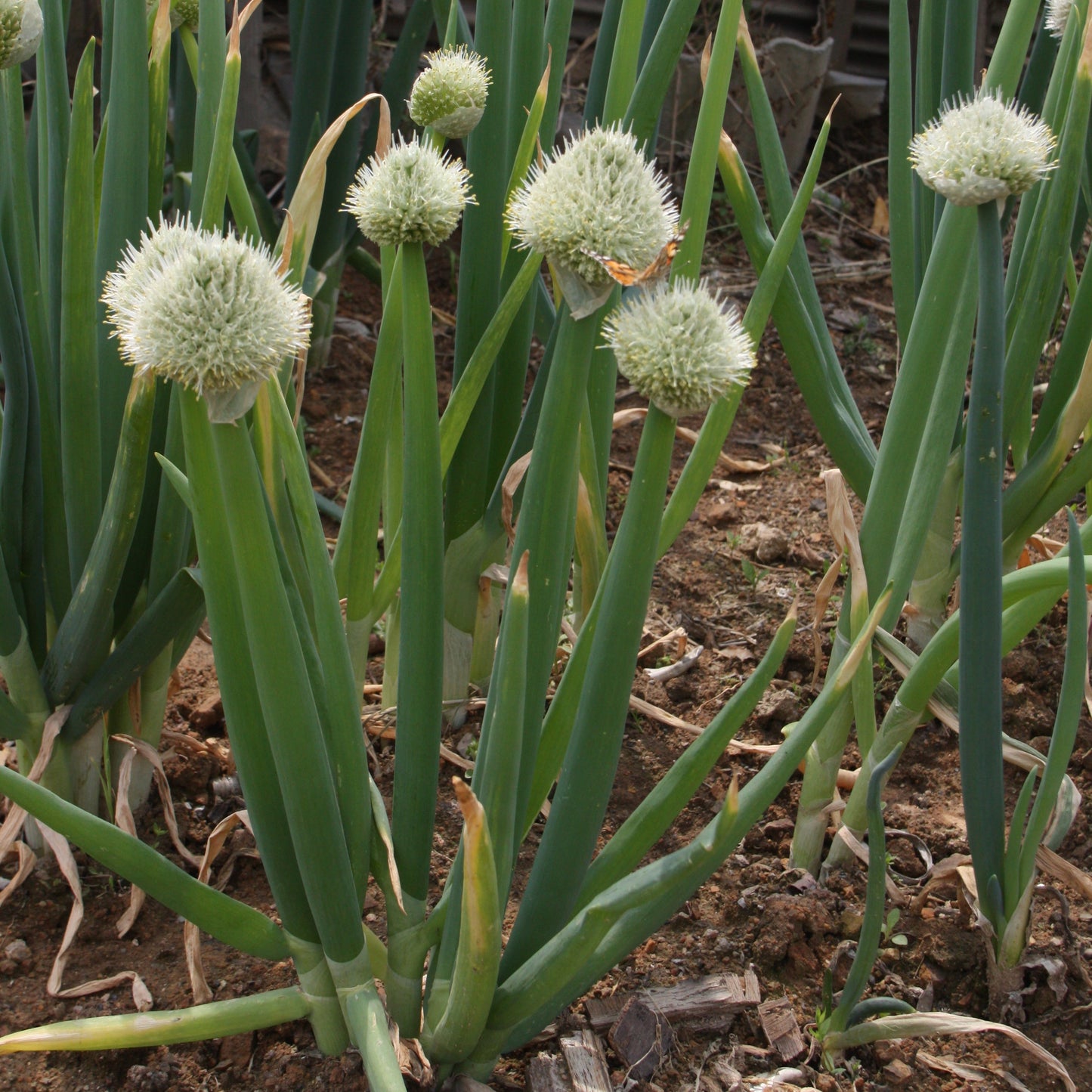 Welsh Onion Seeds (Allium fistulosum)