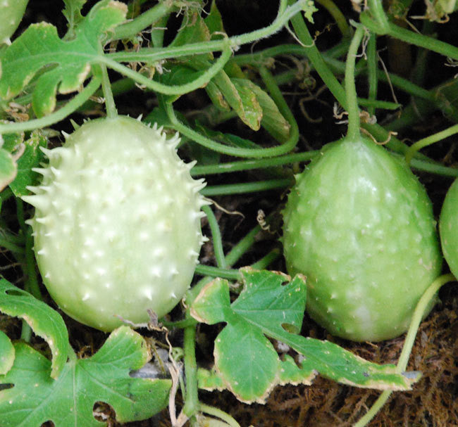 West Indian Gherkin Cucumber Seeds