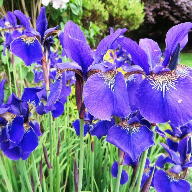Western Blue Flag Seeds (Iris missouriensis)