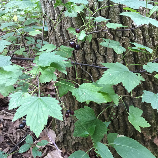 Wild Black Currant Seeds (Ribes nigrum)