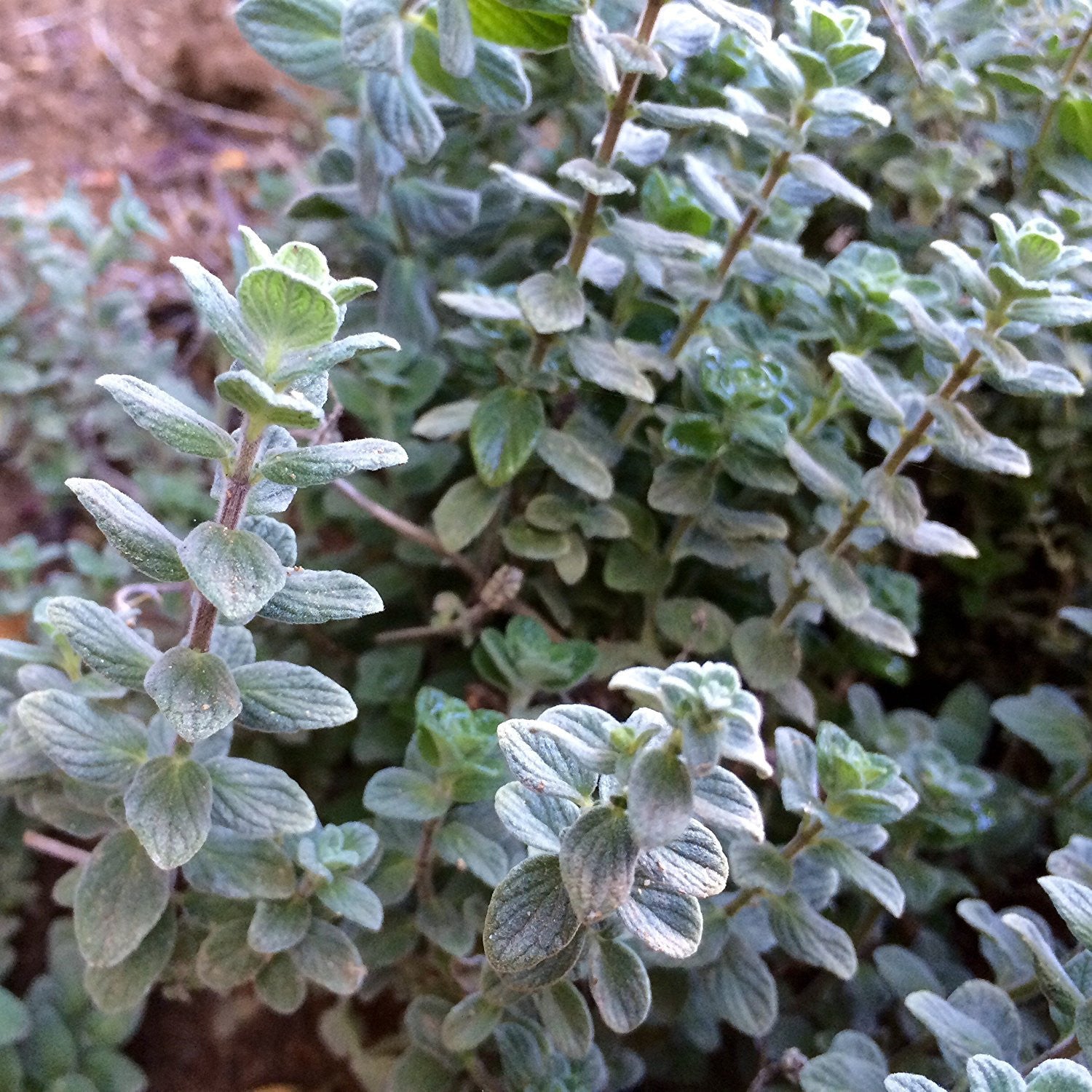 Zaatar Tree Wild Zaatar Oregano Seeds (Origanum syriacum) – Frozen Seed Capsules™