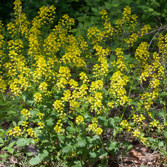 Yellow Rocket Seeds (Barbarea vulgaris)