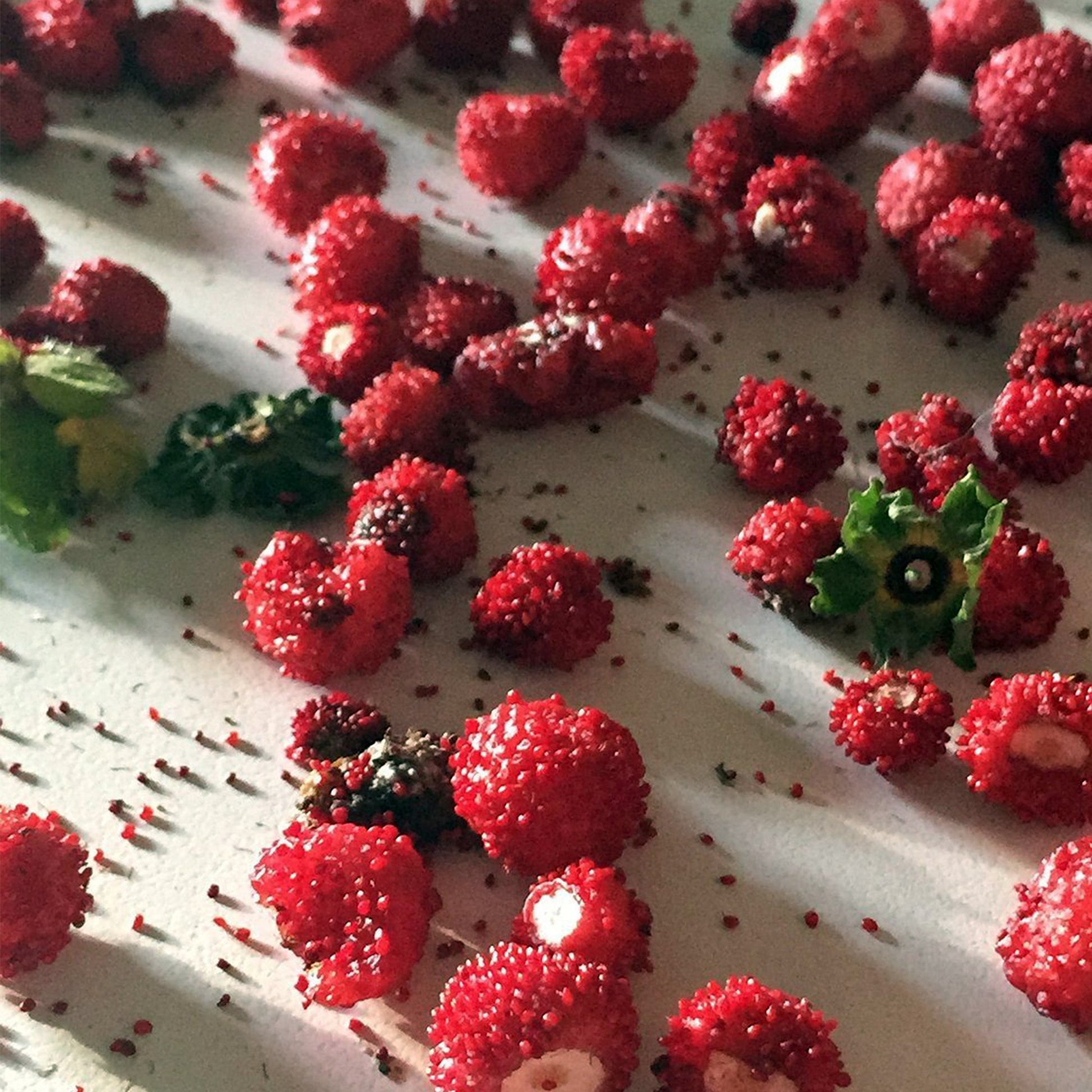 organic wild strawberry seeds Woodland Wild Strawberry Seeds (Fragaria vesca) – Frozen Seed Capsules™