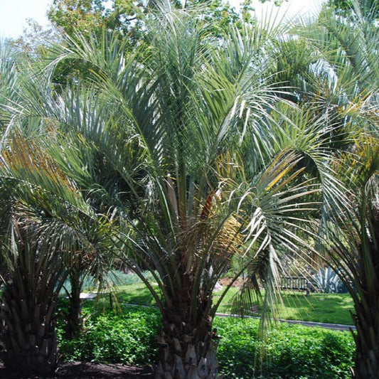 Yatay Palm Seeds (Butia yatay) [PACKET ONLY]