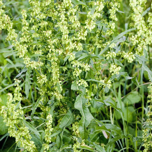 Yellow Dock Seeds (Rumex crispus)