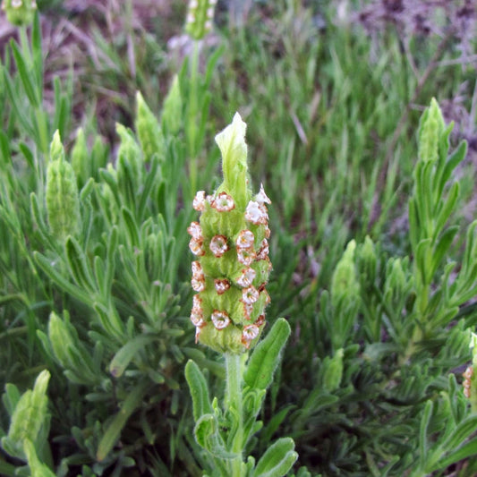 Yellow Lavender Seeds (Lavandula viridis)