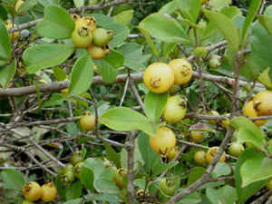 Yellow Strawberry Guava Seeds (Psidium cattleianum var lucidum)
