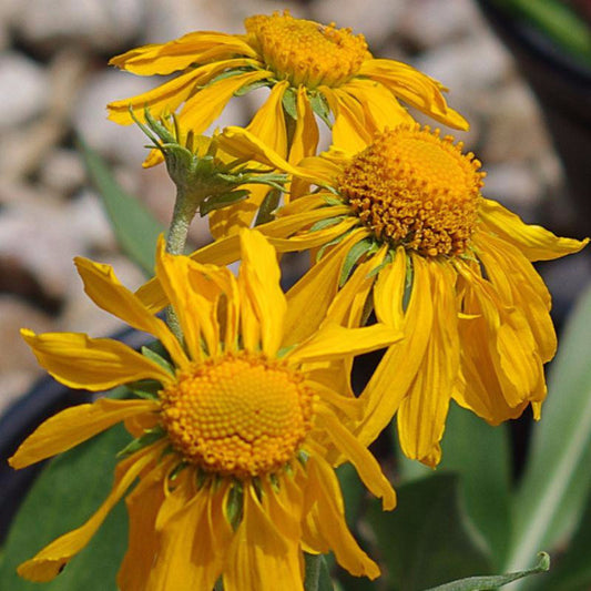 Yerba del Lobo Seeds (Helenium hoopesii)