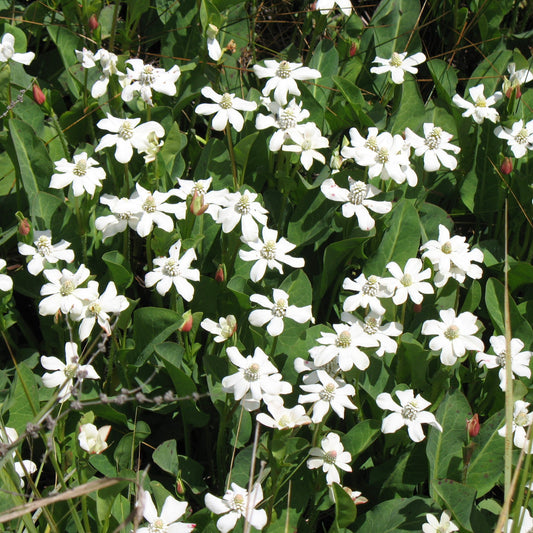 Yerba Mansa Seeds (Anemopsis californica)